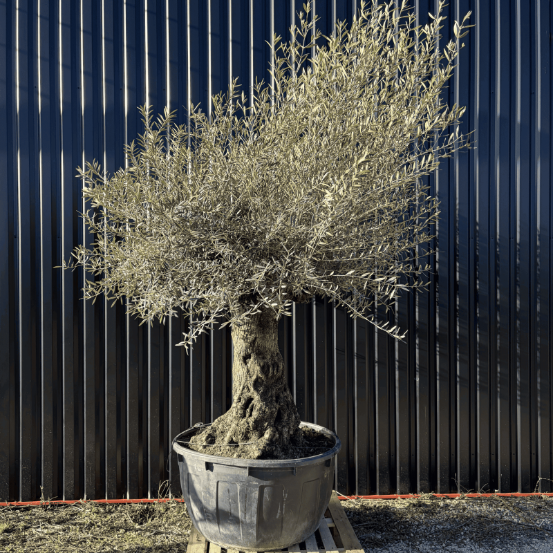 Olivier Europaea Tronc de 100/120 cm de Diamètre Pot 500 litres