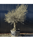 Olivier Europaea Tronc de 100/120 cm de Diamètre Pot 500 litres
