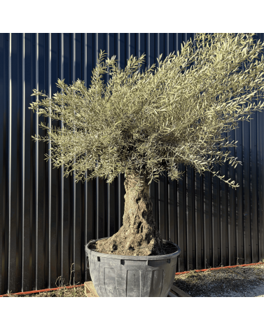 Olivier Europaea Tronc de 100/120 cm de Diamètre Pot 500 litres