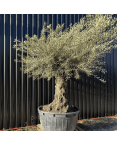 Olivier Europaea Tronc de 100/120 cm de Diamètre Pot 500 litres
