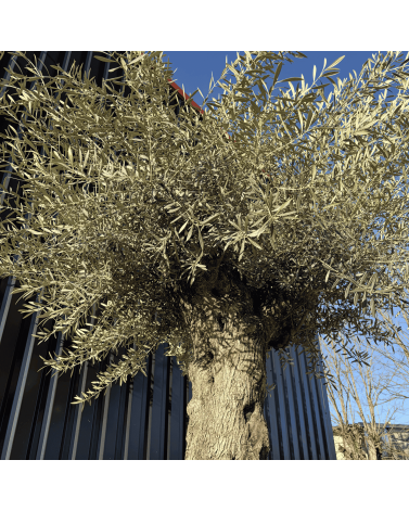 Olivier Europaea Tronc de 100/120 cm de Diamètre Pot 500 litres