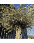Olivier Europaea Tronc de 100/120 cm de Diamètre Pot 500 litres