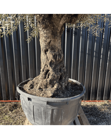 Olivier Europaea Tronc de 100/120 cm de Diamètre Pot 500 litres