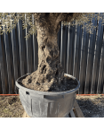 Olivier Europaea Tronc de 100/120 cm de Circonférence Pot 500 litres