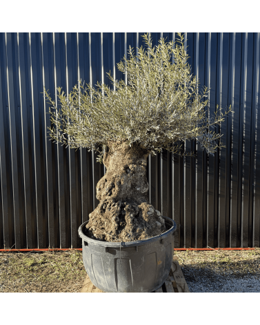 Olivier Europaea Tronc de 120/160 cm de Diamètre Pot 500 litres