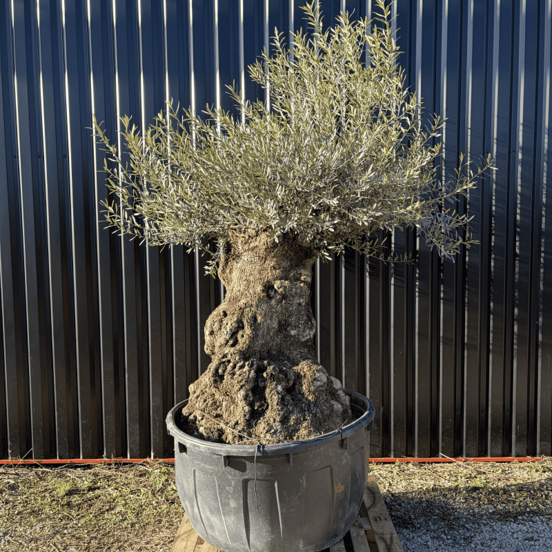 Olivier Europaea Tronc de 120/160 cm de Circonférence Pot 500 litres