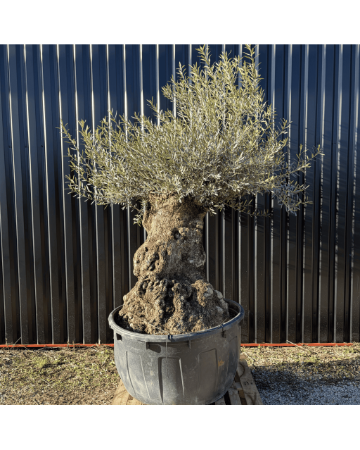 Olivier Europaea Tronc de 120/160 cm de Diamètre Pot 500 litres