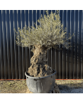 Olivier Europaea Tronc de 120/160 cm de Diamètre Pot 500 litres