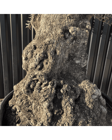 Olivier Europaea Tronc de 120/160 cm de Diamètre Pot 500 litres