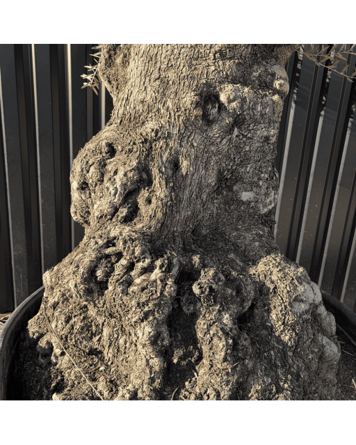 Olivier Europaea Tronc de 120/160 cm de Diamètre Pot 500 litres