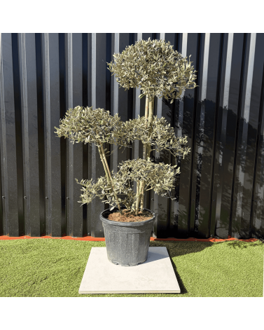 Olivier Europaea PomPom Nuage H.140 cm