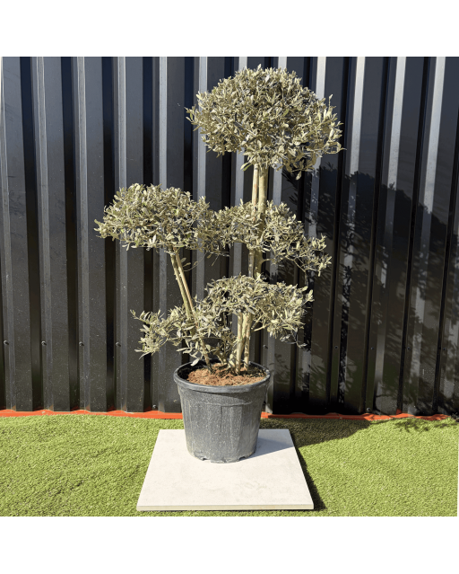 Olivier Europaea PomPom Nuage H.140 cm