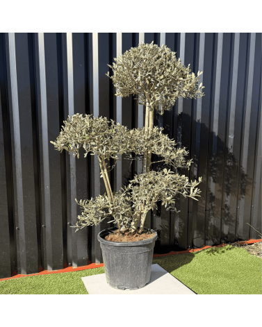 Olivier Europaea PomPom Nuage H.140 cm