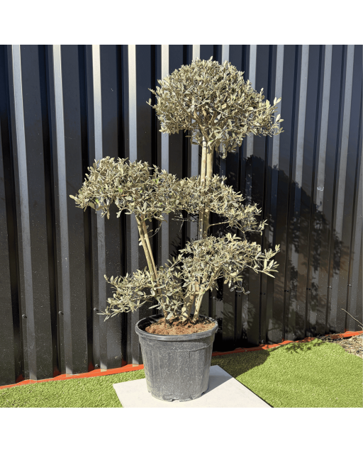 Olivier Europaea PomPom Nuage H.140 cm