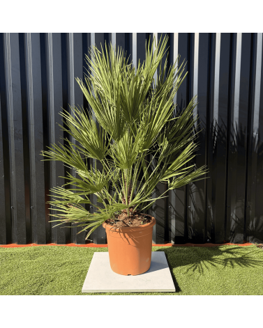 Palmier Chamaerops Humilis, H.160 cm