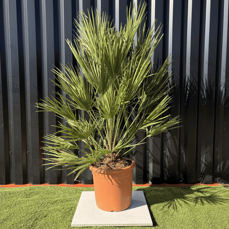 Palmier Chamaerops Humilis, H.160 cm