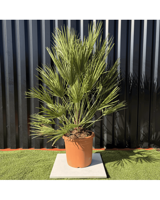 Palmier Chamaerops Humilis, H.160 cm
