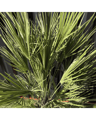 Palmier Chamaerops Humilis, H.160 cm