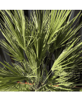 Palmier Chamaerops Humilis, H.160 cm