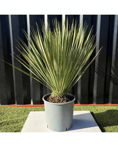 Yucca Rostrata H.60 cm