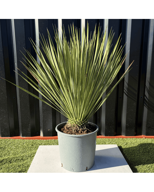 Yucca Rostrata H.60 cm