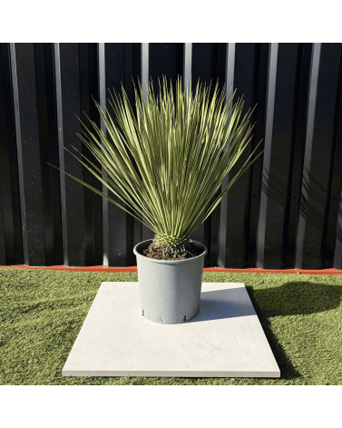 Yucca Rostrata H.60 cm