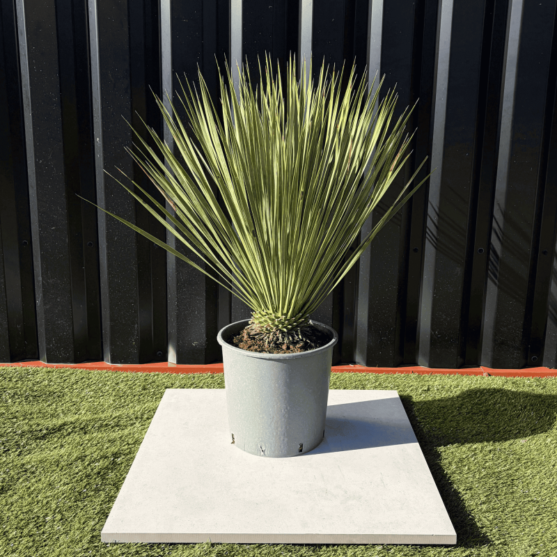 Yucca Rostrata H.60 cm