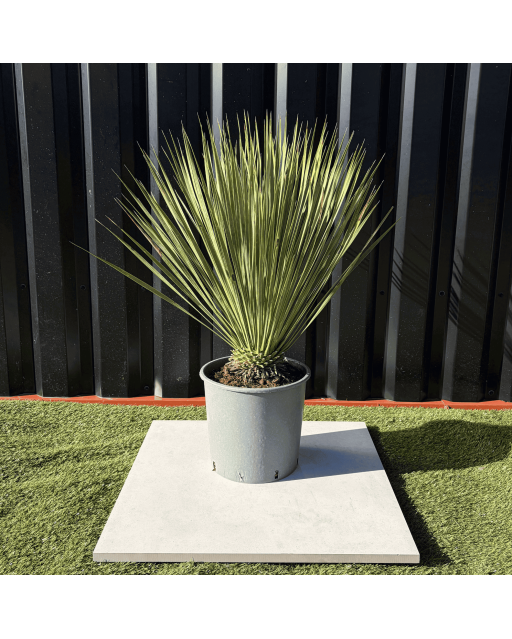 Yucca Rostrata H.60 cm