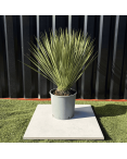 Yucca Rostrata H.60 cm