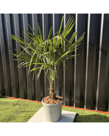 Palmier Trachycarpus Fortunei Tronc de 15/20 cm, H.100 cm