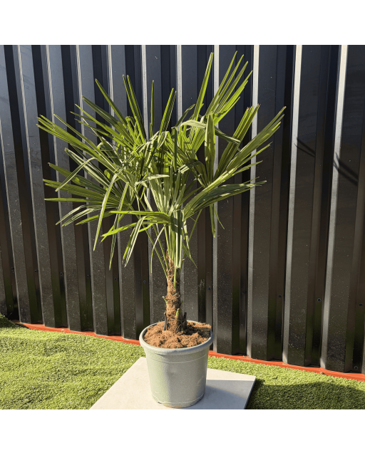 Palmier Trachycarpus Fortunei Tronc de 15/20 cm, H.100 cm
