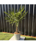 Palmier Trachycarpus Fortunei Tronc de 15/20 cm, H.100 cm