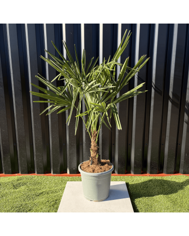 Palmier Trachycarpus Fortunei Tronc de 15/20 cm, H.100 cm