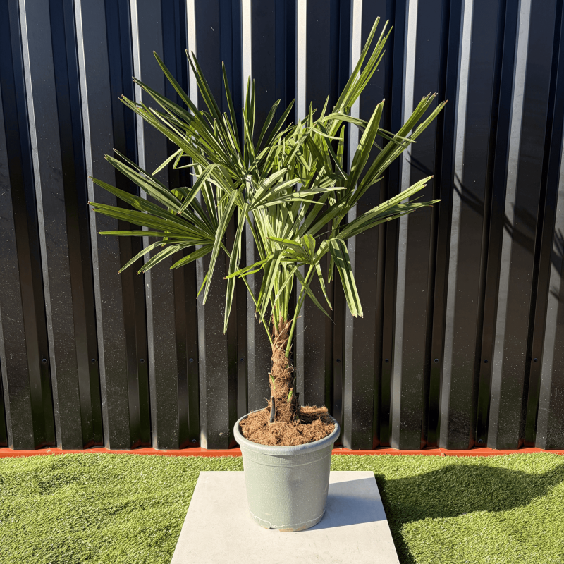 Palmier Trachycarpus Fortunei Tronc de 15/20 cm, H.100 cm