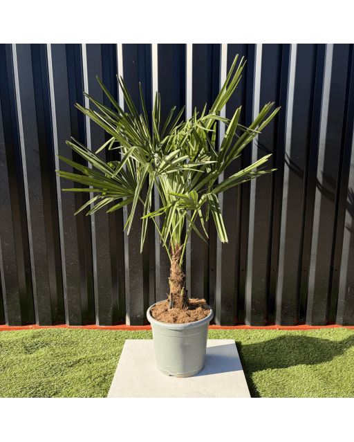 Palmier Trachycarpus Fortunei Tronc de 15/20 cm, H.100 cm