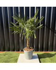 Palmier Trachycarpus Fortunei Tronc de 15/20 cm, H.100 cm