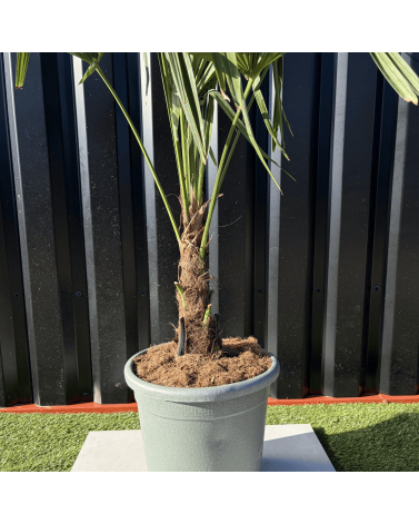 Palmier Trachycarpus Fortunei Tronc de 15/20 cm, H.100 cm