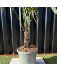Palmier Trachycarpus Fortunei Tronc de 15/20 cm, H.100 cm