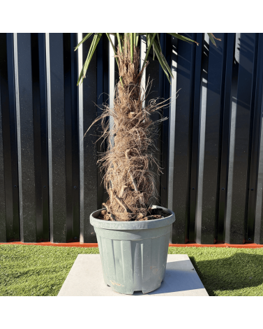 Palmier Trachycarpus Fortunei Tronc de 30/40 cm, H.140 cm