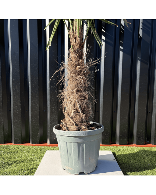 Palmier Trachycarpus Fortunei Tronc de 30/40 cm, H.140 cm