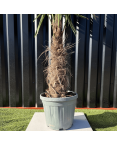 Palmier Trachycarpus Fortunei Tronc de 30/40 cm, H.140 cm