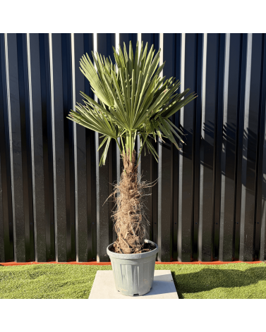 Palmier Trachycarpus Fortunei Tronc de 30/40 cm, H.140 cm