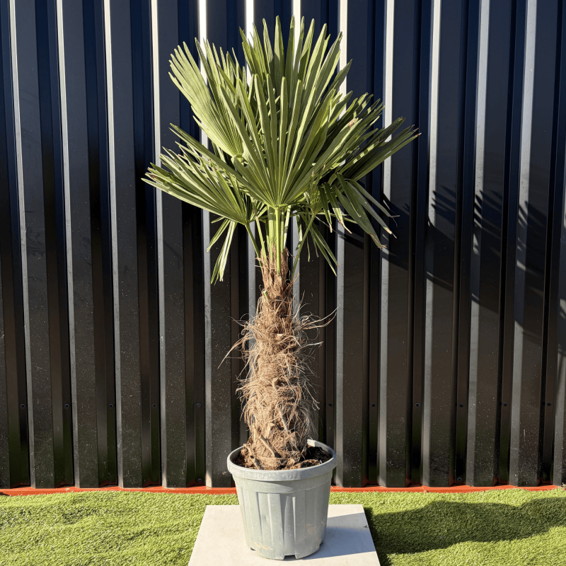 Palmier Trachycarpus Fortunei Tronc de 30/40 cm, H.140 cm