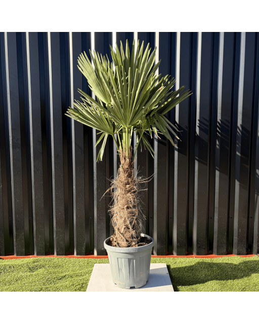 Palmier Trachycarpus Fortunei Tronc de 30/40 cm, H.140 cm