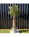 Palmier Trachycarpus Fortunei Tronc de 30/40 cm, H.140 cm