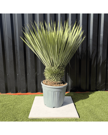 Yucca Rostrata H.110 cm