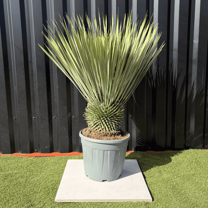 Yucca Rostrata H.110 cm