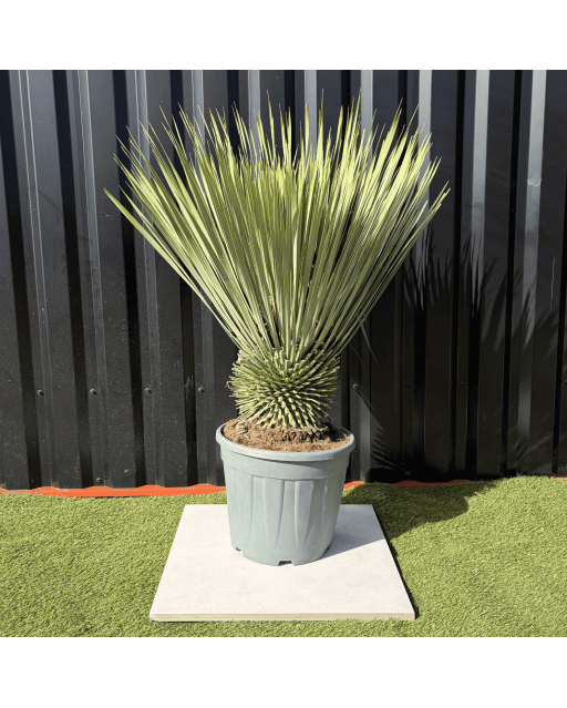 Yucca Rostrata H.110 cm