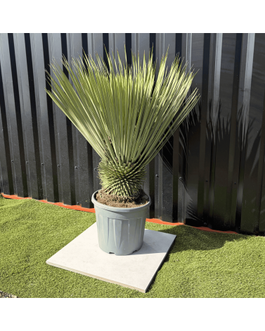 Yucca Rostrata H.110 cm