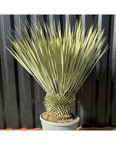Yucca Rostrata H.110 cm